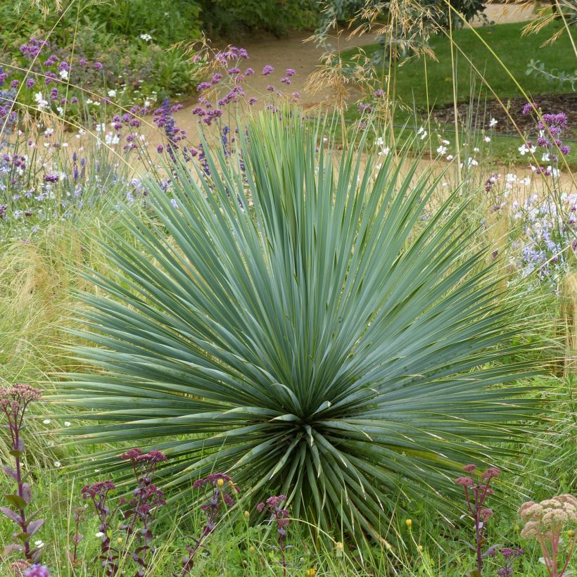 Yucca rostrata - Palmlelie (Groeiplaats)