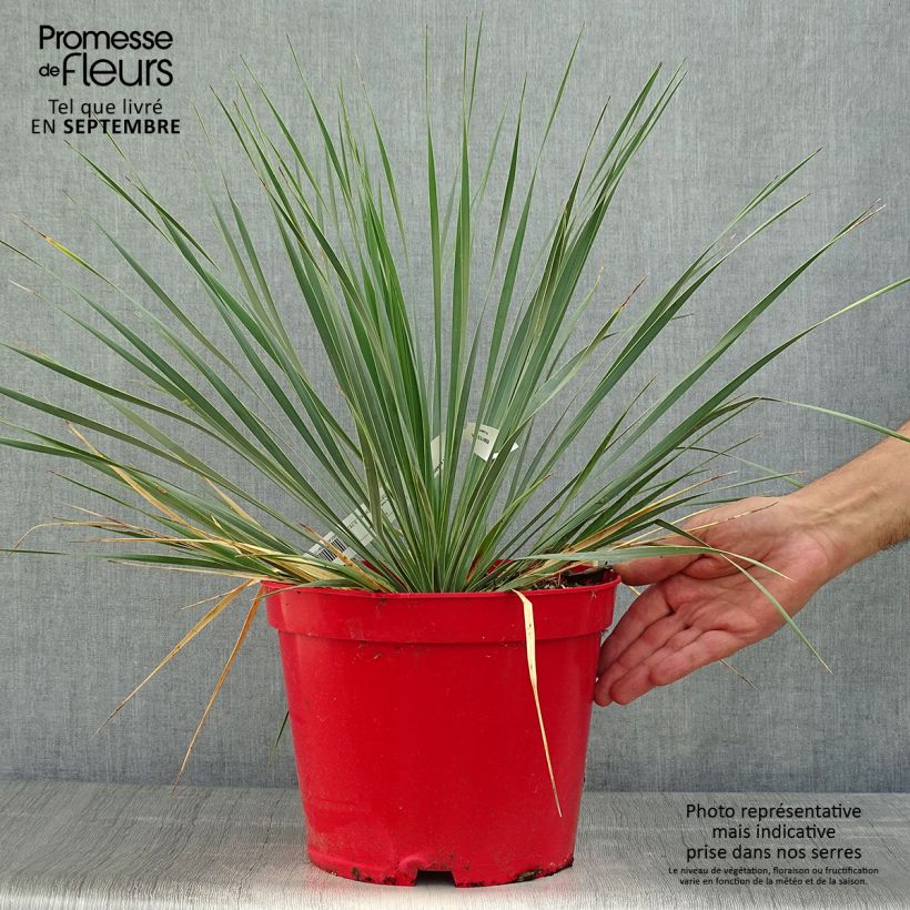 Spécimen de Yucca rostrata Pot de 4L/5L tel que livré en automne
