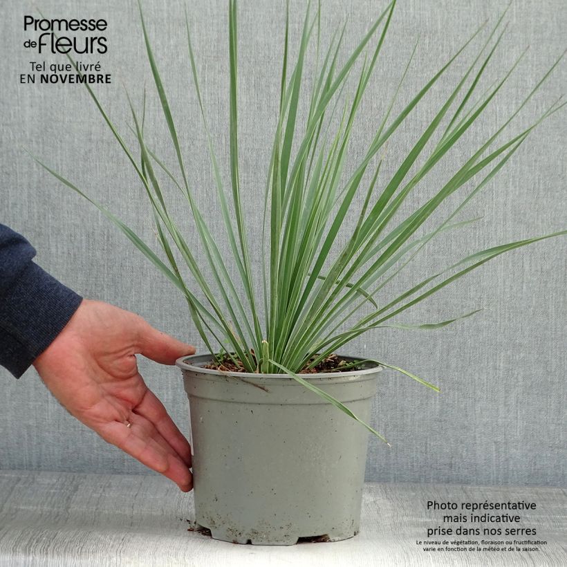 Spécimen de Yucca rostrata Sapphire Skies Pot de 3L/4L tel que livré en automne