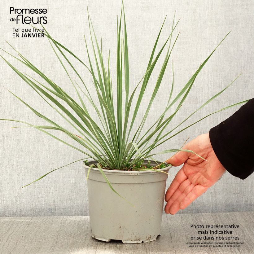 Spécimen de Yucca rostrata Sapphire Skies Pot de 3L/4L tel que livré en hiver