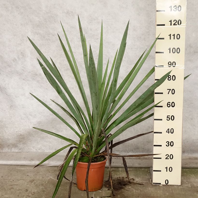 Spécimen de Yucca torreyi - Yucca de Torrey Pot de 7,5L/10L tel que livré en automne