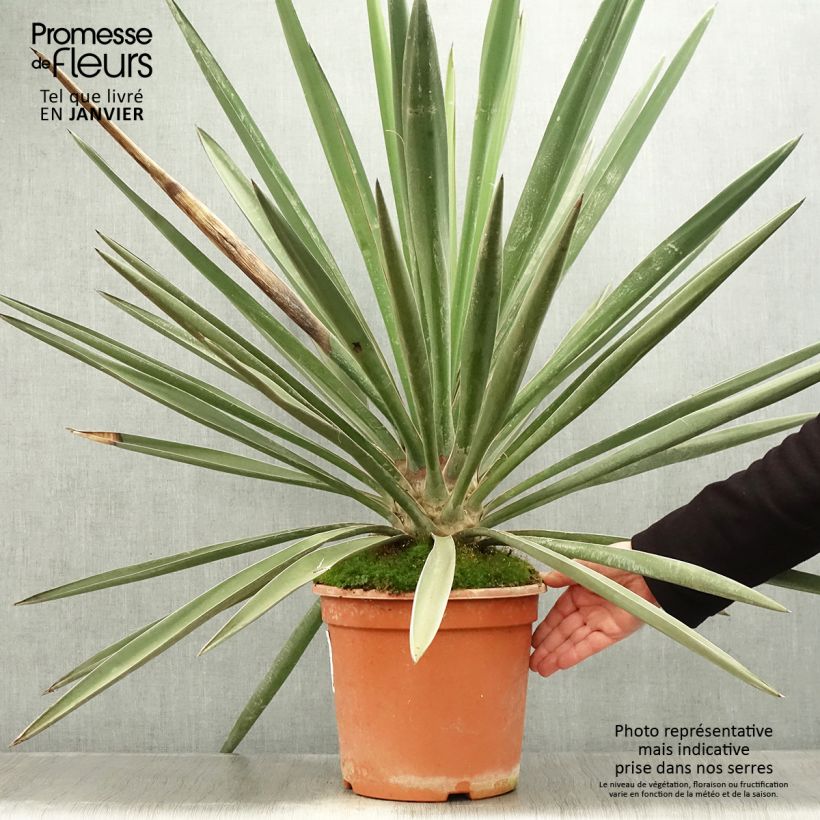 Spécimen de Yucca torreyi - Yucca de Torrey Pot de 7,5L/10L tel que livré en hiver