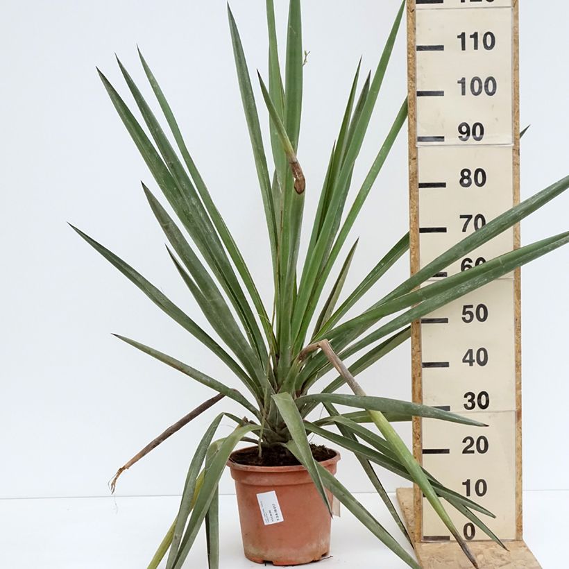 Yucca torreyi Vaso da 7,5L/10L esemplare consegnato in primavera