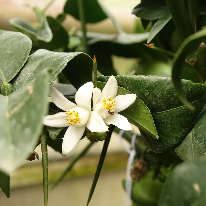 Yuzu - Citrus junos (Floraison)