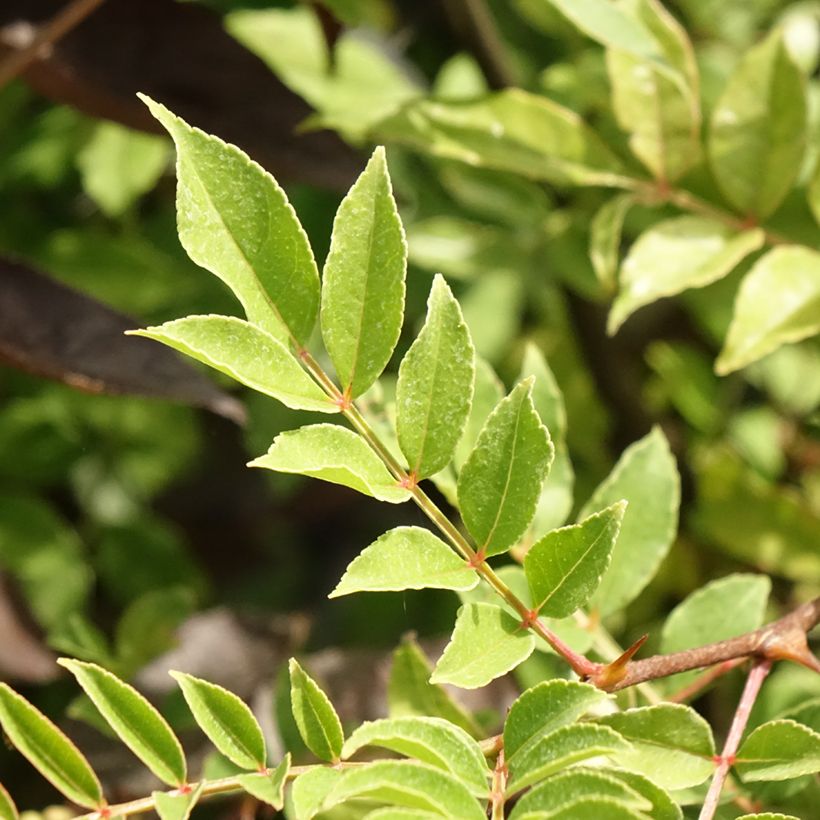 Zanthoxylum americanum - Poivrier américain (Feuillage)