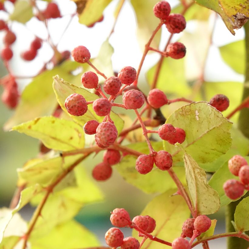 Zanthoxylum americanum - Poivrier américain (Récolte)