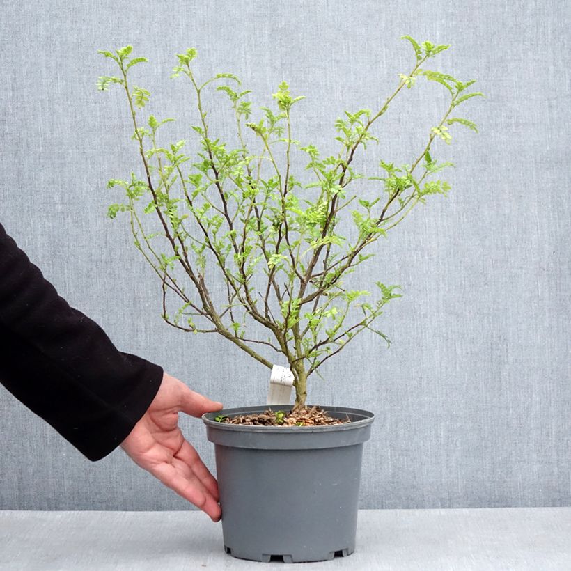 Spécimen de Zanthoxylum beecheyanum - Poivrier de Chine nain Pot de 3L/4L tel que livré au printemps