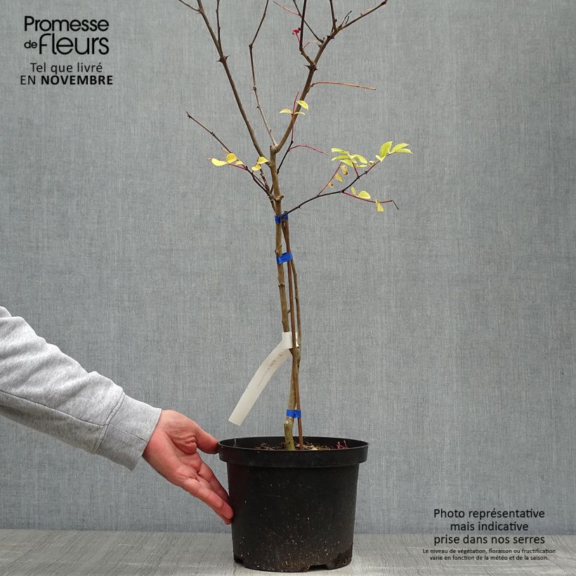 Spécimen de Zanthoxylum coreanum - Poivrier coréen Pot de 4L/5L tel que livré en automne