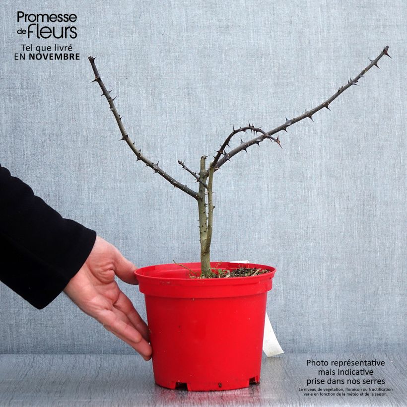 Spécimen de Zanthoxylum schinifolium - Poivrier de Sansho Pot de 3L/4L tel que livré en automne