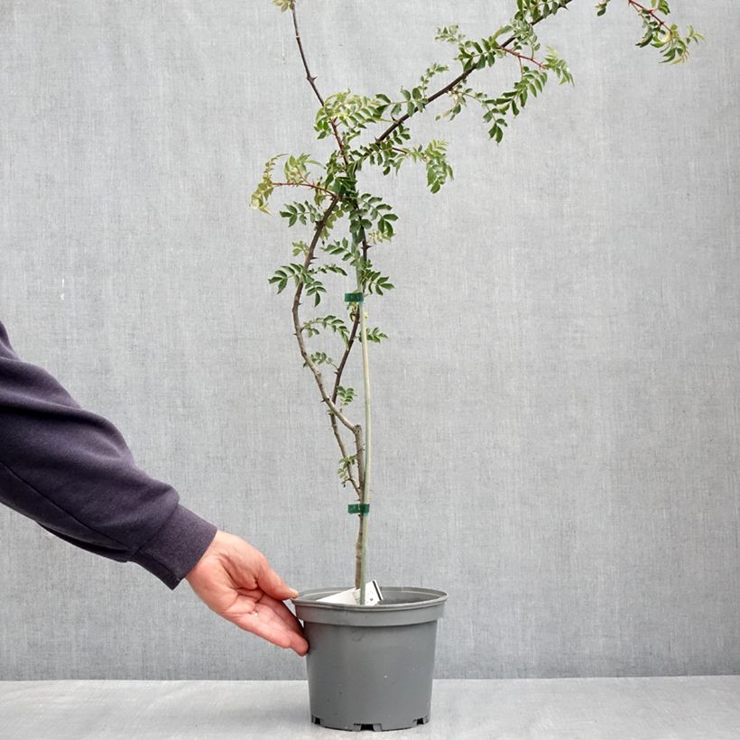 Spécimen de Zanthoxylum schinifolium - Poivrier de Sansho Pot de 3L/4L tel que livré au printemps