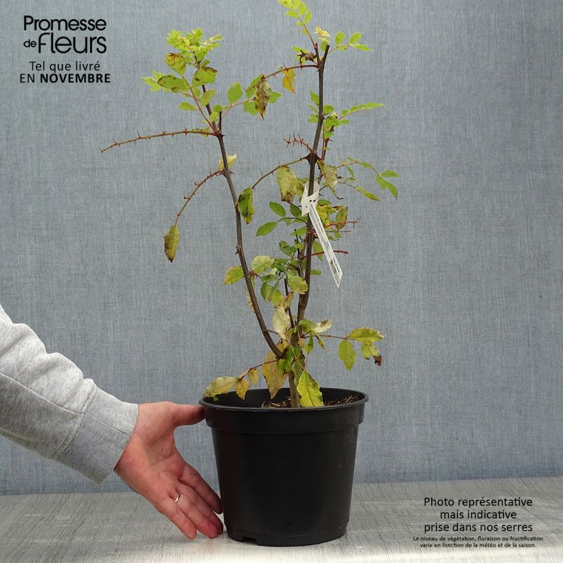 Spécimen de Zanthoxylum simulans - Poivrier du Sichuan Pot de 2L/3L tel que livré en automne