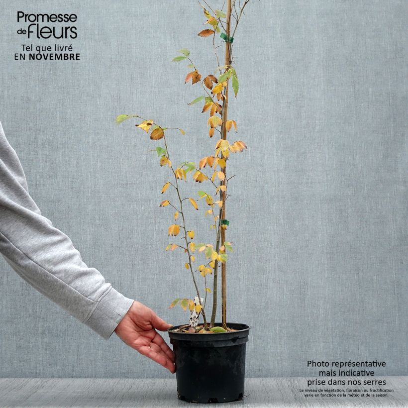 Spécimen de Zelkova serrata - Orme de Sibérie Pot de 3L/4L tel que livré en automne
