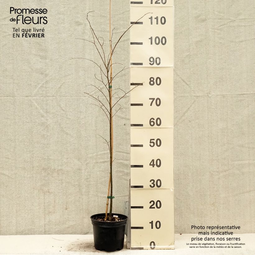 Spécimen de Zelkova serrata - Orme de Sibérie Pot de 3L/4L tel que livré en hiver