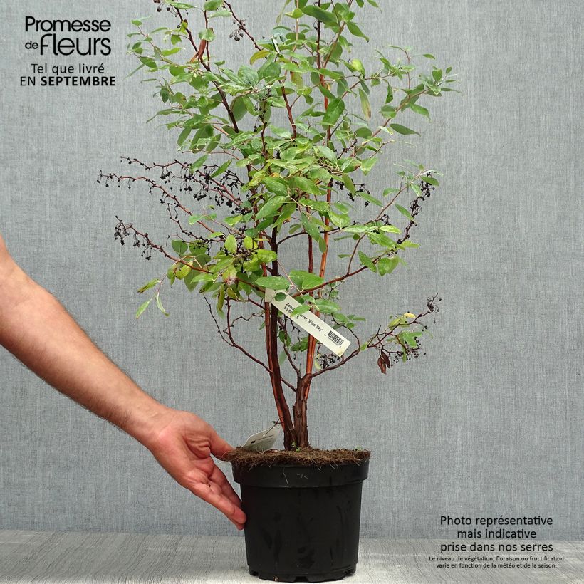 Spécimen de Zenobia pulverulenta Blue Sky - Muguet en arbre Pot de 7,5L/10L tel que livré en automne