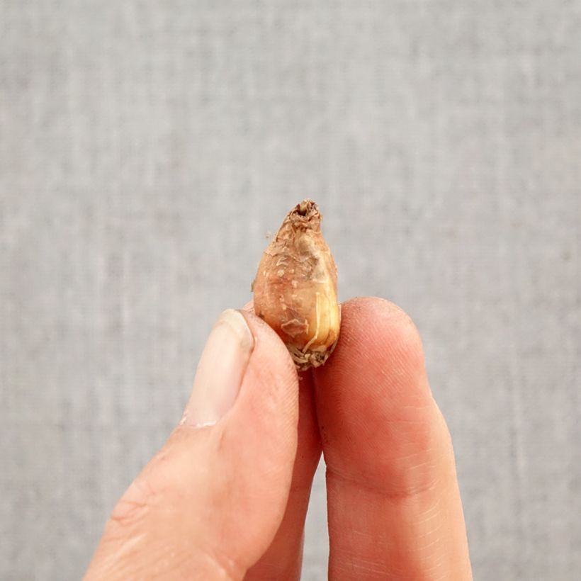 Spécimen de Zephyranthes candida - Lis zéphyr Bulbe calibre I tel que livré au printemps