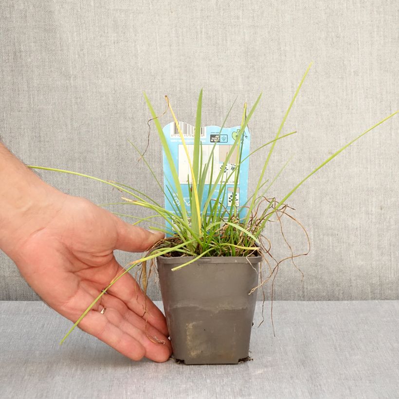 Spécimen de Zephyranthes candida - Lis zéphyr Godet de 8/9 cm calibre I tel que livré en automne