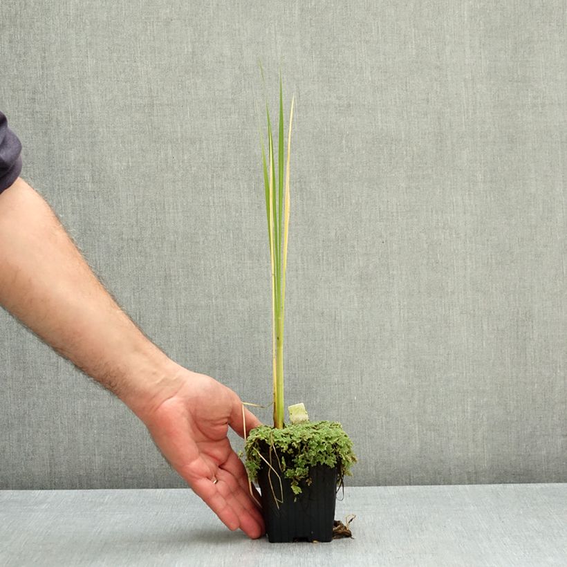 Spécimen de Zizania latifolia - Riz sauvage de Mandchourie Godet de 8/9 cm tel que livré en automne