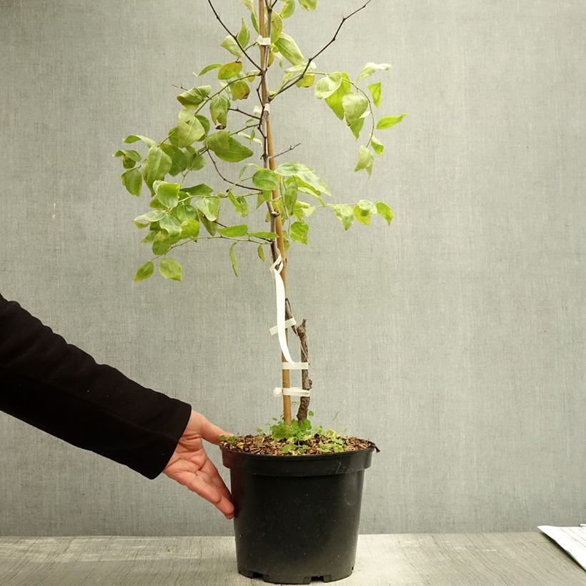 Spécimen de Ziziphus jujuba Li - Jujubier à gros fruits Pot de 2L/3L, Buisson tel que livré en automne