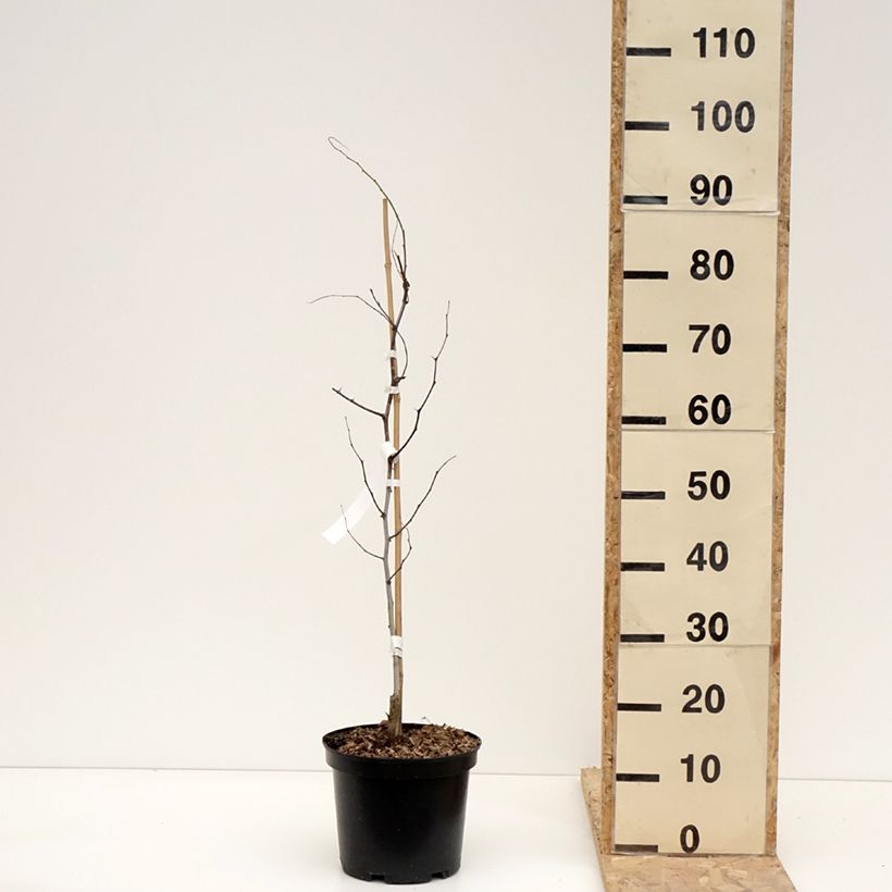 Spécimen de Ziziphus jujuba Li - Jujubier à gros fruits Pot de 2L/3L, Buisson tel que livré en hiver