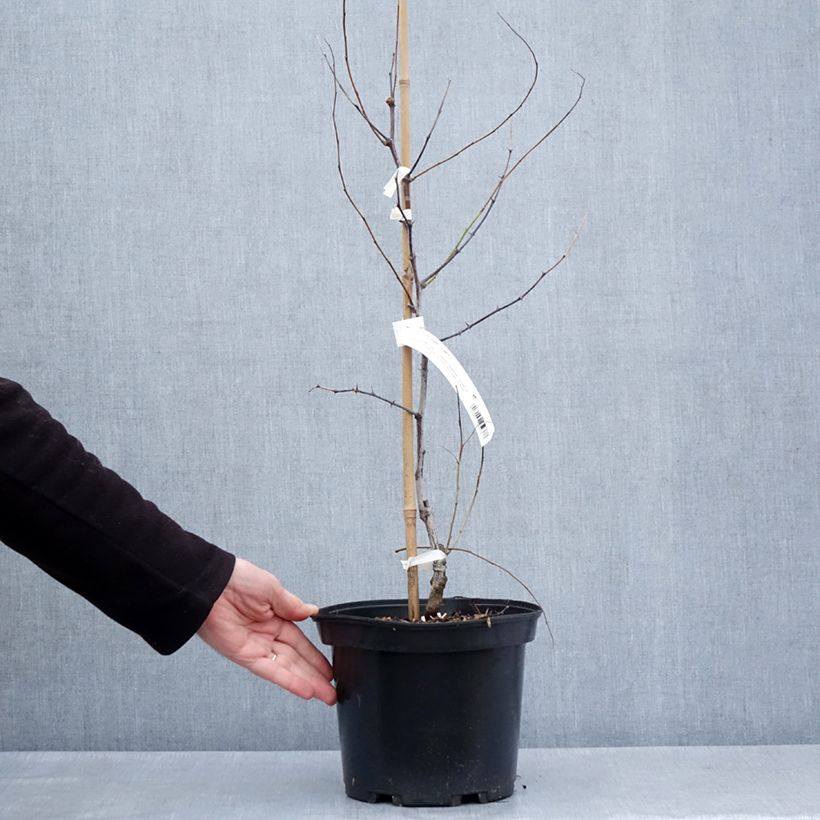 Spécimen de Ziziphus jujuba Li - Jujubier à gros fruits Pot de 2L/3L, Buisson tel que livré au printemps