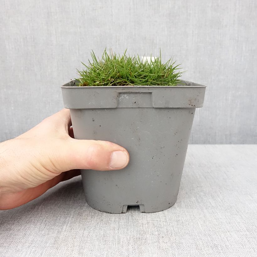 Spécimen de Zoysia tenuifolia - Gazon des Mascareignes Pot de 2L/3L tel que livré en hiver