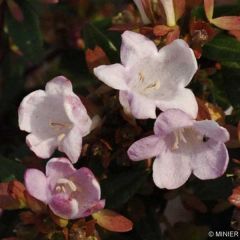 Abelia Petite Garden® Minedward