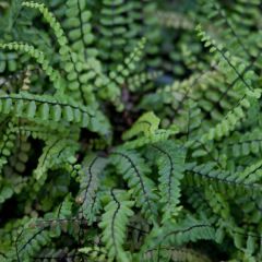 Asplenium trichomanes - Fougère, Fausse capillaire