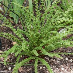 Athyrium filix-femina Frizelliae - Fougère femelle