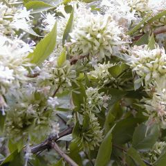 Abelia chinensis - Abélia de Chine