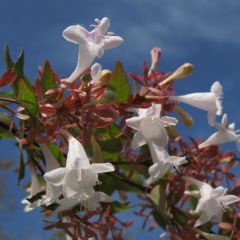 Abelia grandiflora - Abélia à grandes fleurs