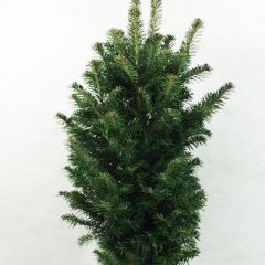 Abies alba Pyramidalis - Sapin blanc nain