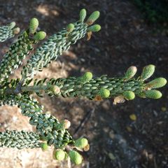 Abies koreana Silberlocke - Sapin de Corée