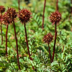 Acaena magellanica - Lampourde Magellan