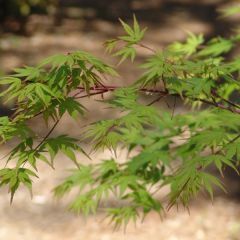 Érable du Japon - Acer palmatum
