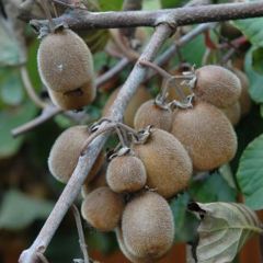 Kiwi Solissimo (autofertile) - Actinidia deliciosa