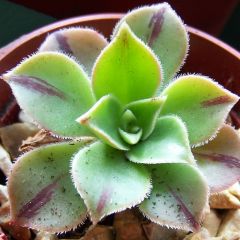 Aeonium leucoblepharum