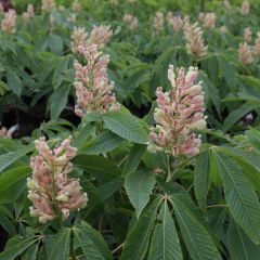 Aesculus neglecta Autumn Fire - Marronnier d'ornement