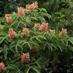 Aesculus pavia Koehnei - Marronnier d'ornement