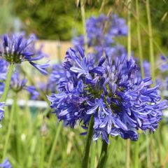 Agapanthe Navy Blue (syn. Midnight Star)