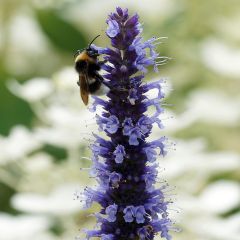 Agastache Blue Fortune