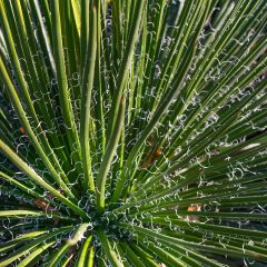 Agave geminiflora - Agave à fleurs jumelles