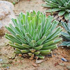 Agave victoriae reginae - Agave de la Reine Victoria