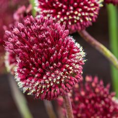 Ail d'ornement - Allium Red Mohican