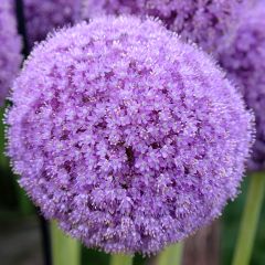 Ail d'ornement - Allium giganteum