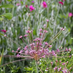 Ail d'ornement - Allium schubertii