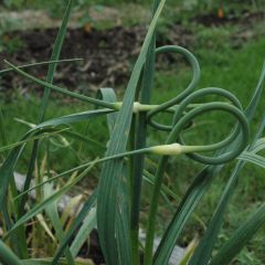 Ail rocambole - Allium scorodoprasum