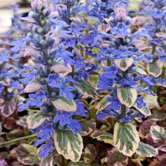 Bugle rampante - Ajuga reptans Burgundy Glow