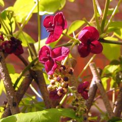 Akebia quinata Rosea - Akébie à cinq feuilles