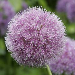 Ail d'ornement - Allium macleanii ou elatum