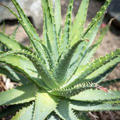 Aloe spinosissima - Aloès